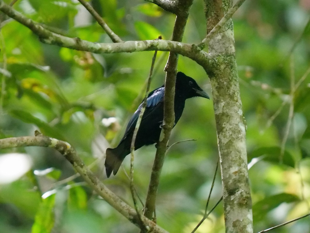 Sumatran Drongo - ML479479921