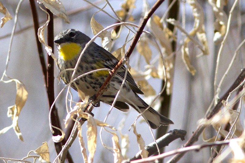 Yellow-rumped Warbler - ML47948141
