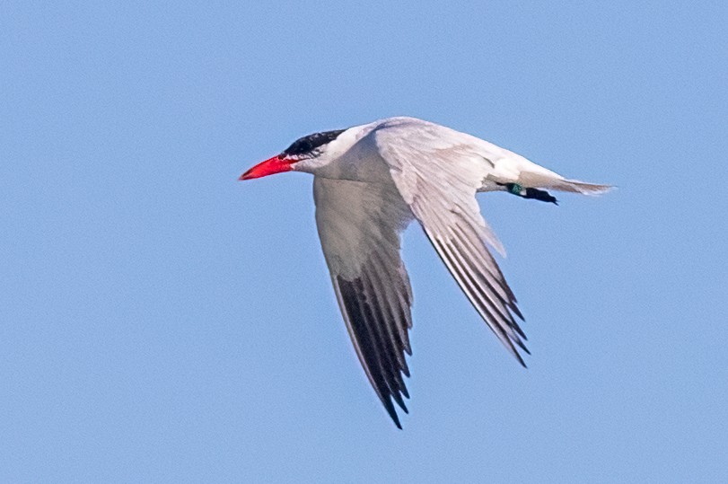 Caspian Tern - ML479482661