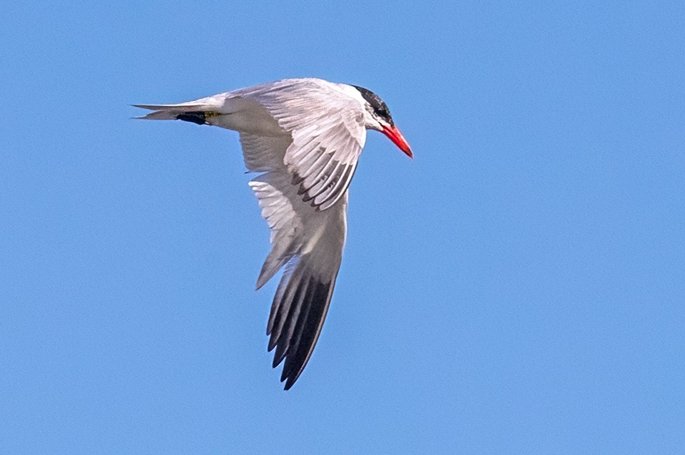 Caspian Tern - ML479482671