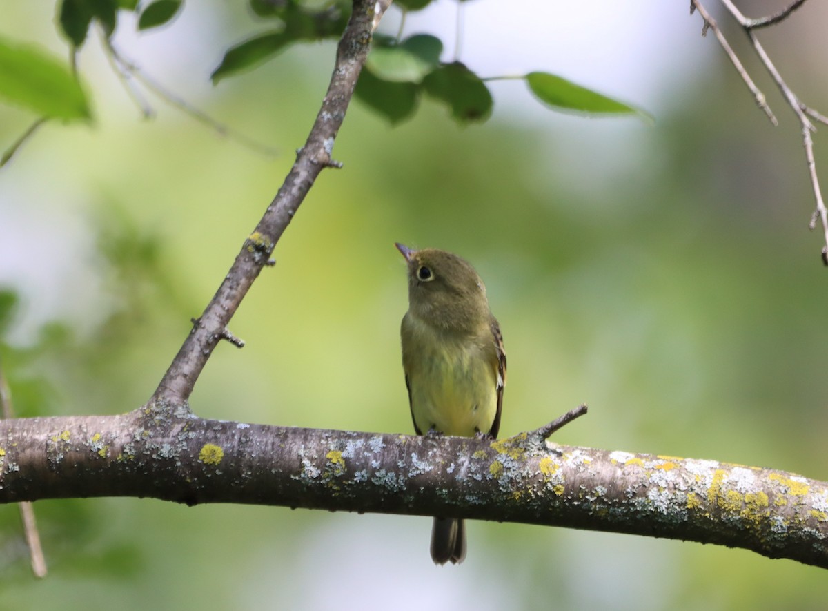 Yellow-bellied Flycatcher - ML479482861