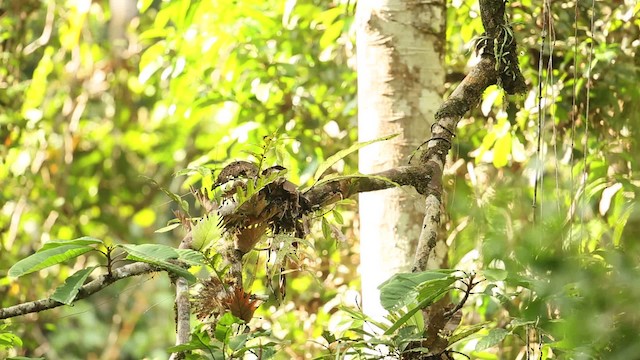 Chestnut-rumped Babbler - ML479483