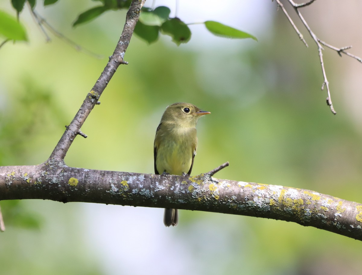 Yellow-bellied Flycatcher - ML479483141