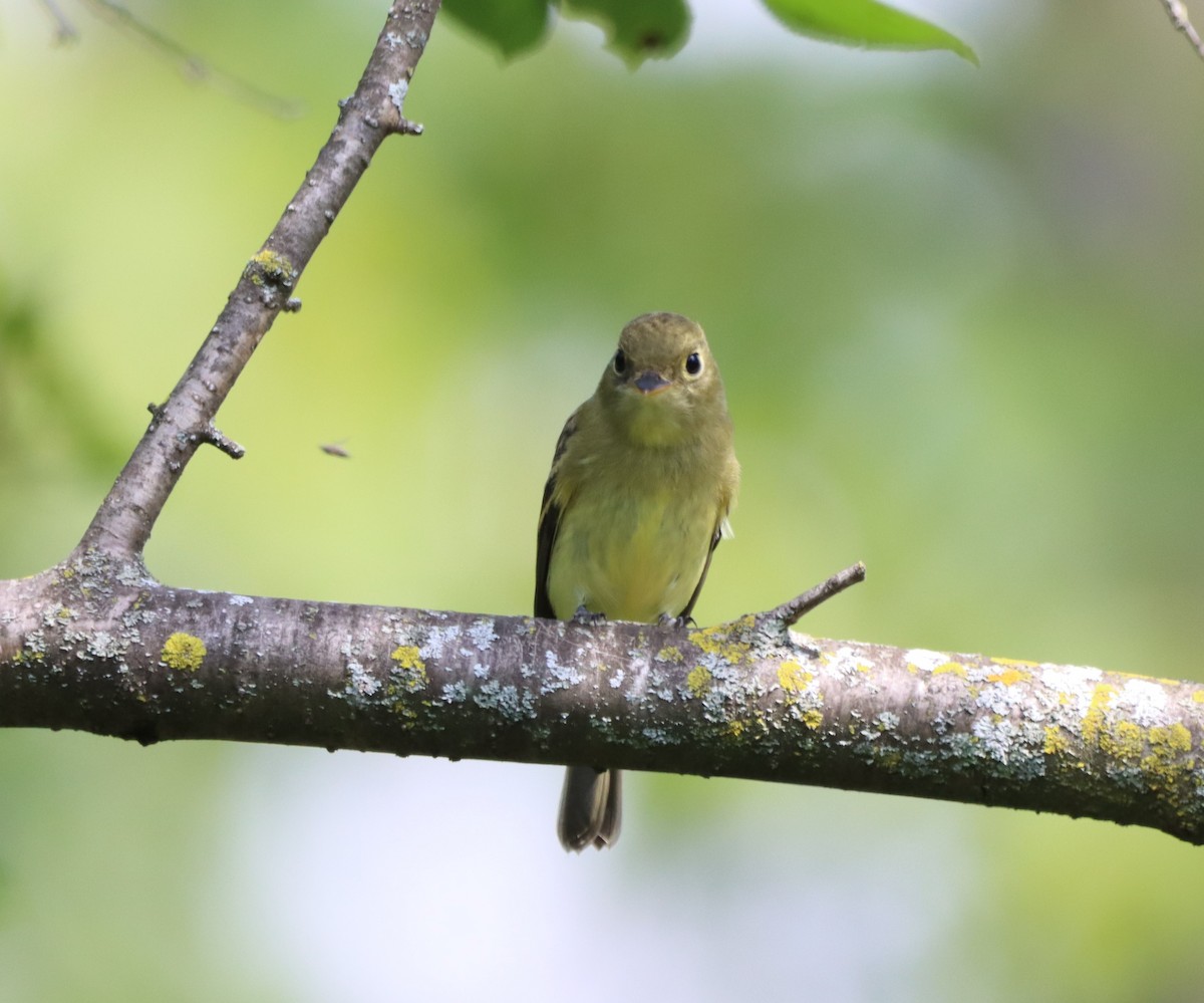 Yellow-bellied Flycatcher - ML479483261