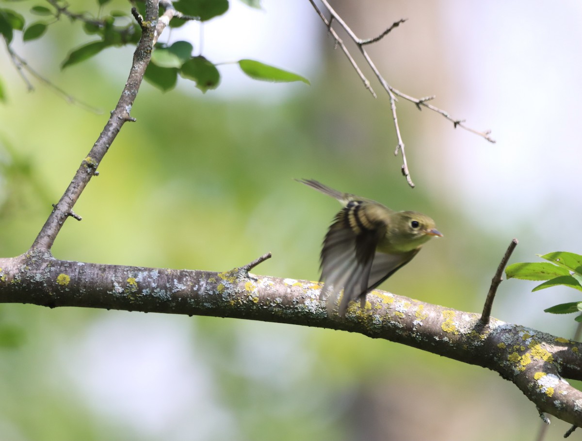 Yellow-bellied Flycatcher - ML479483381