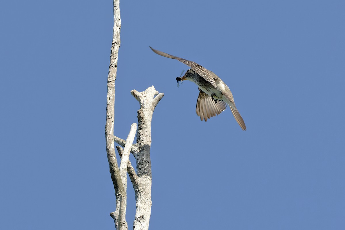 Olive-sided Flycatcher - ML479483791