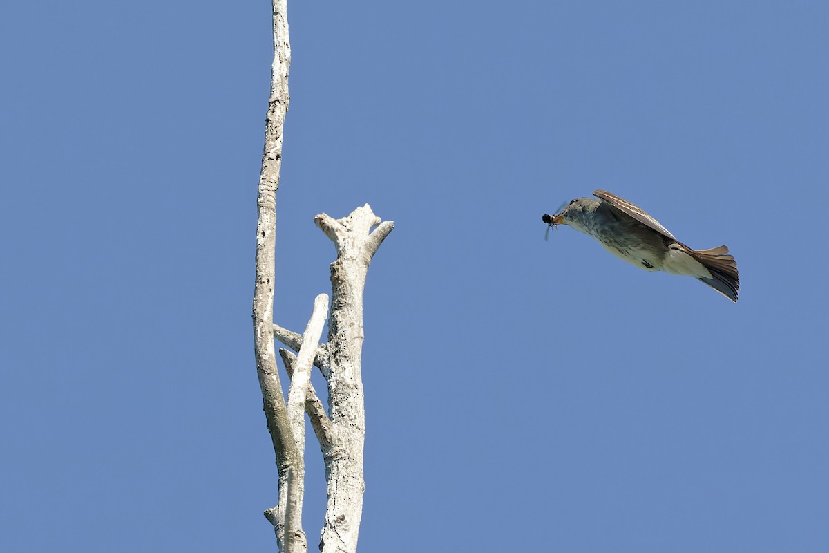 Olive-sided Flycatcher - ML479483801