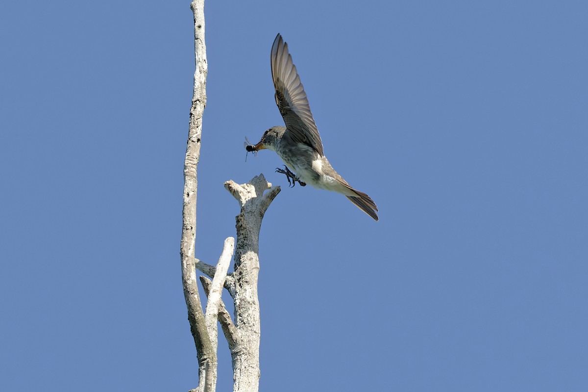 Olive-sided Flycatcher - ML479483811