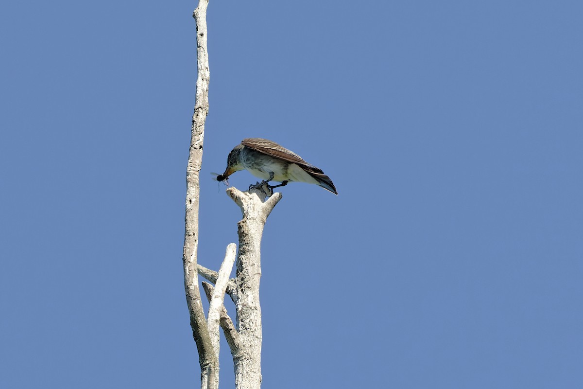 Olive-sided Flycatcher - ML479483821