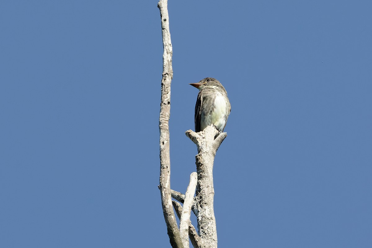 Olive-sided Flycatcher - ML479483831