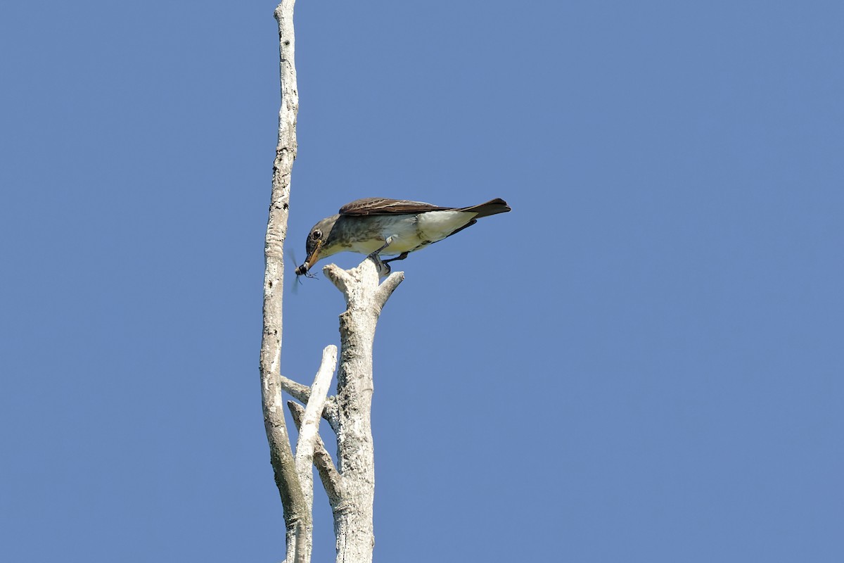 Olive-sided Flycatcher - ML479483841