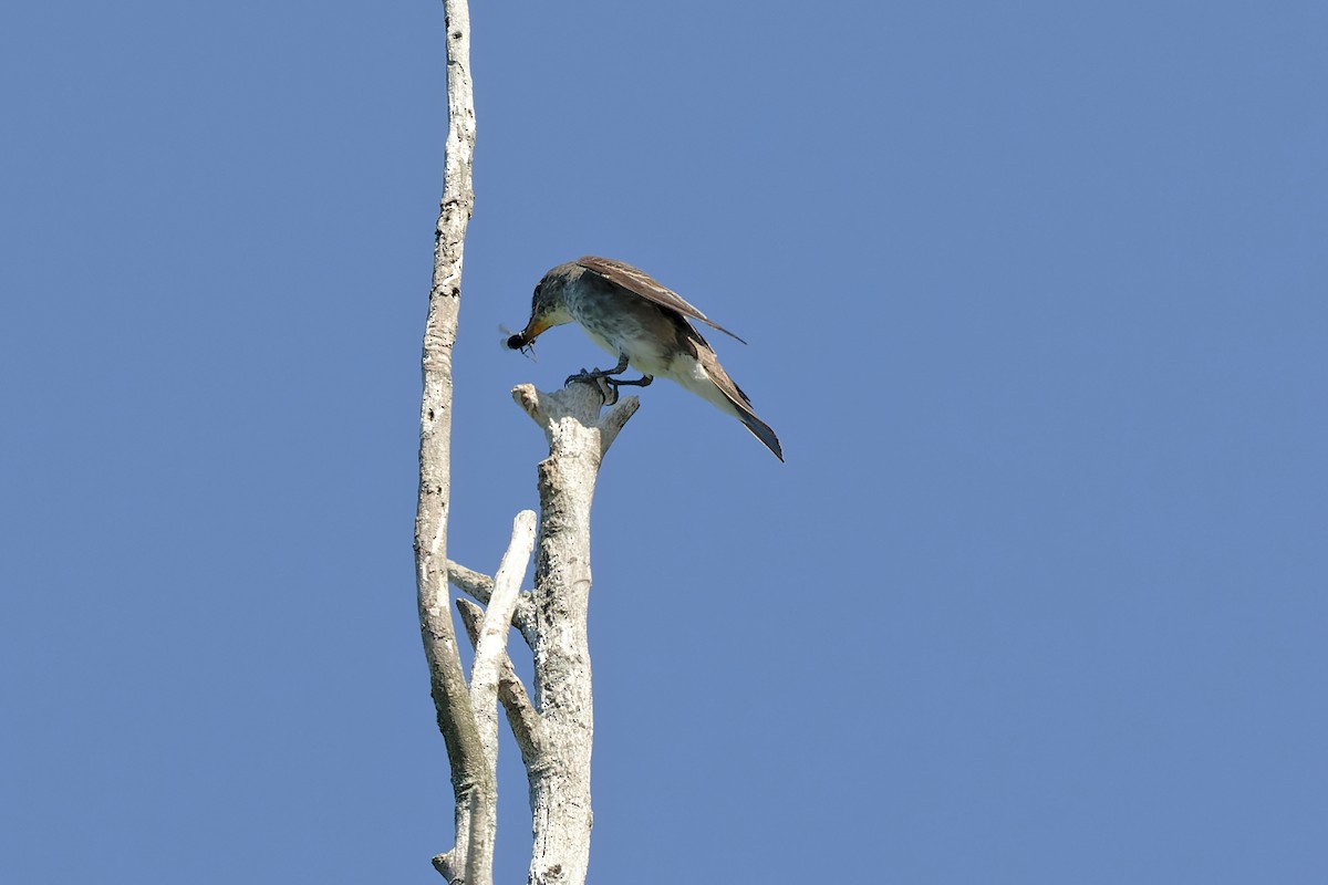 Olive-sided Flycatcher - ML479483851