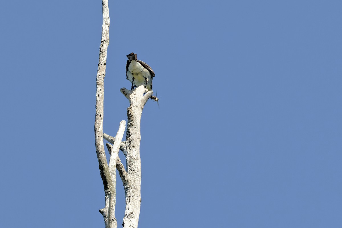 Olive-sided Flycatcher - ML479483861