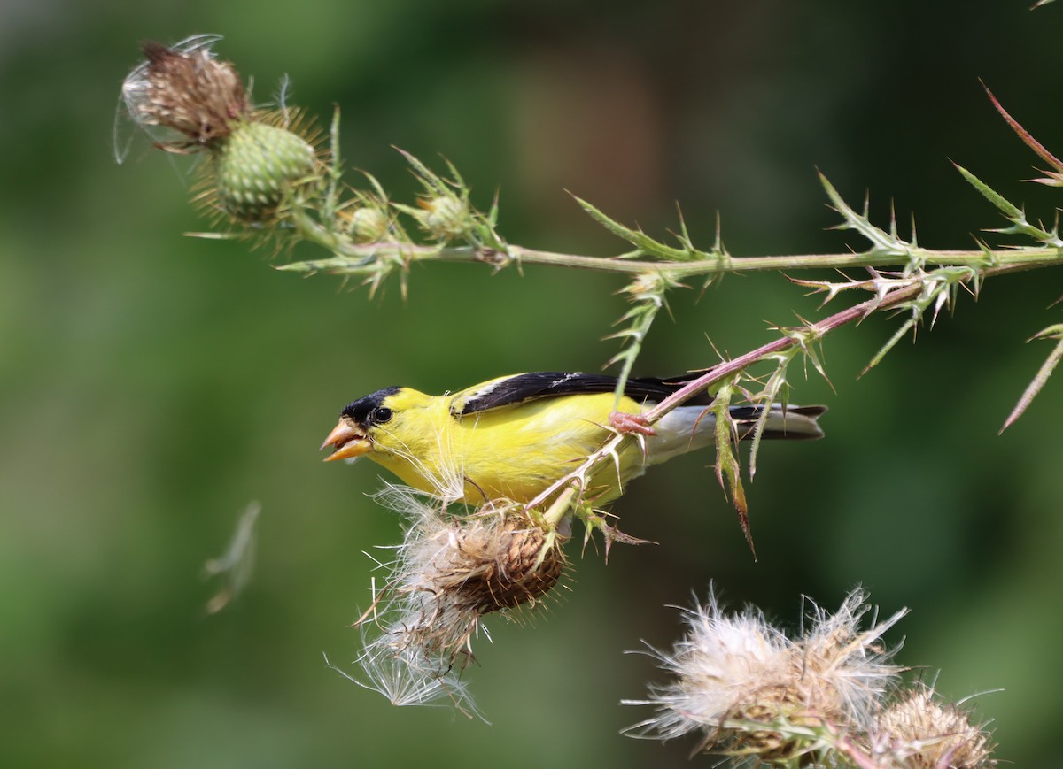 Chardonneret jaune - ML479483921