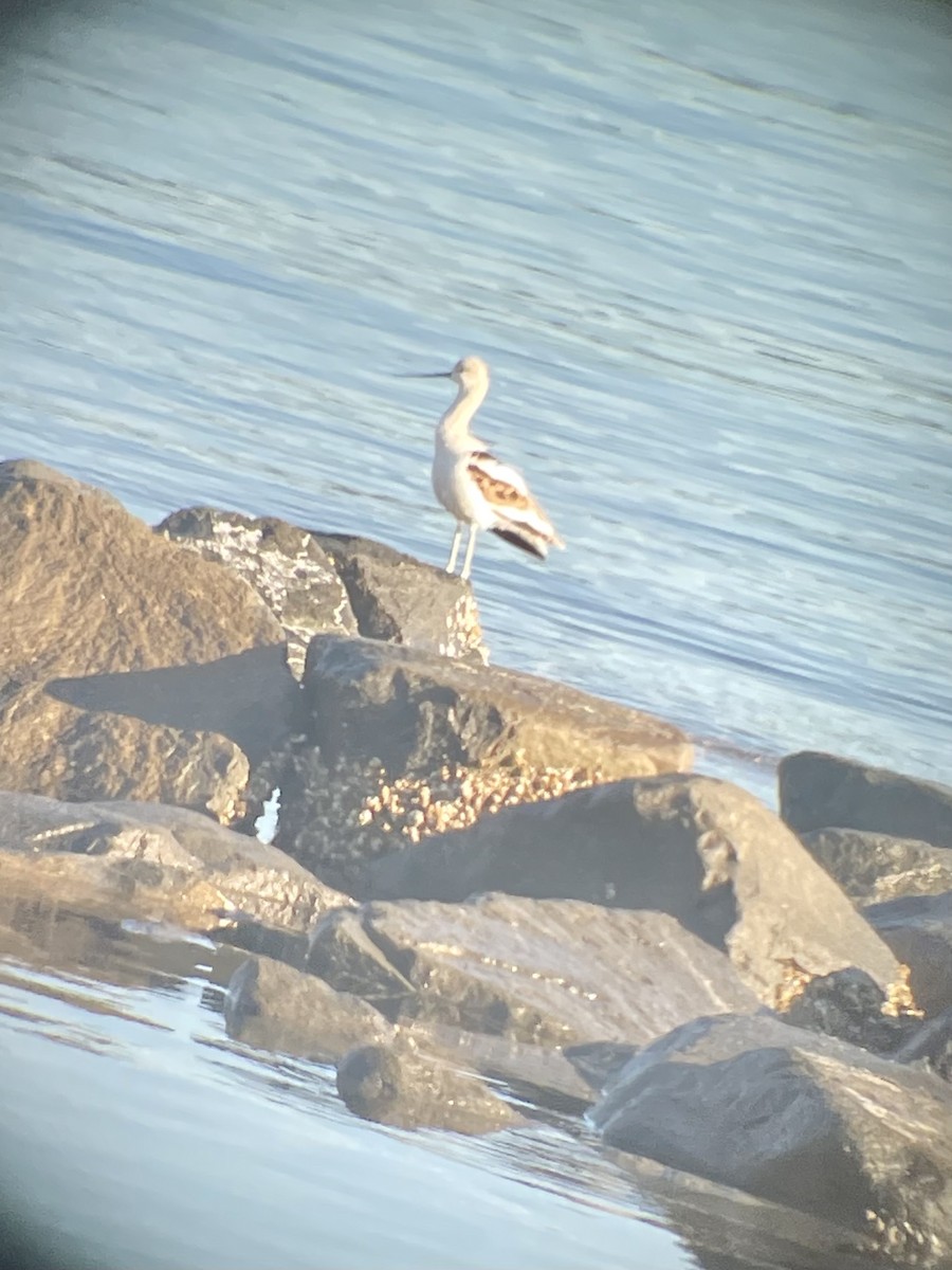 Avoceta Americana - ML479484141