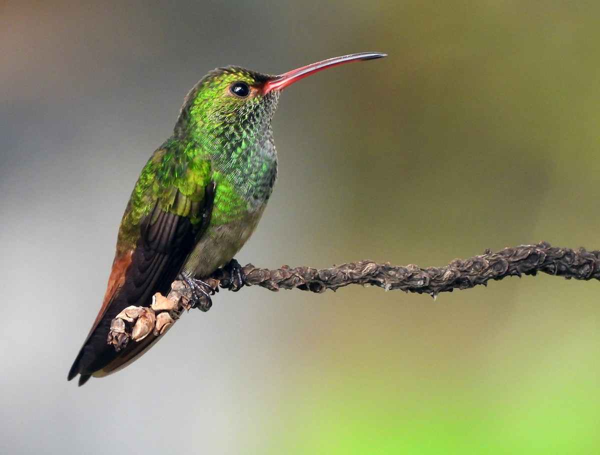 Rufous-tailed Hummingbird - Tina Van Dusen