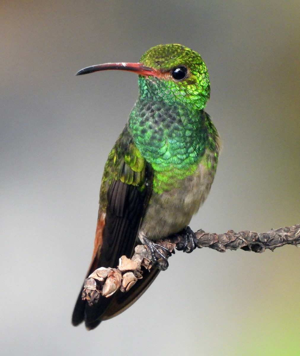 Rufous-tailed Hummingbird - ML479484341
