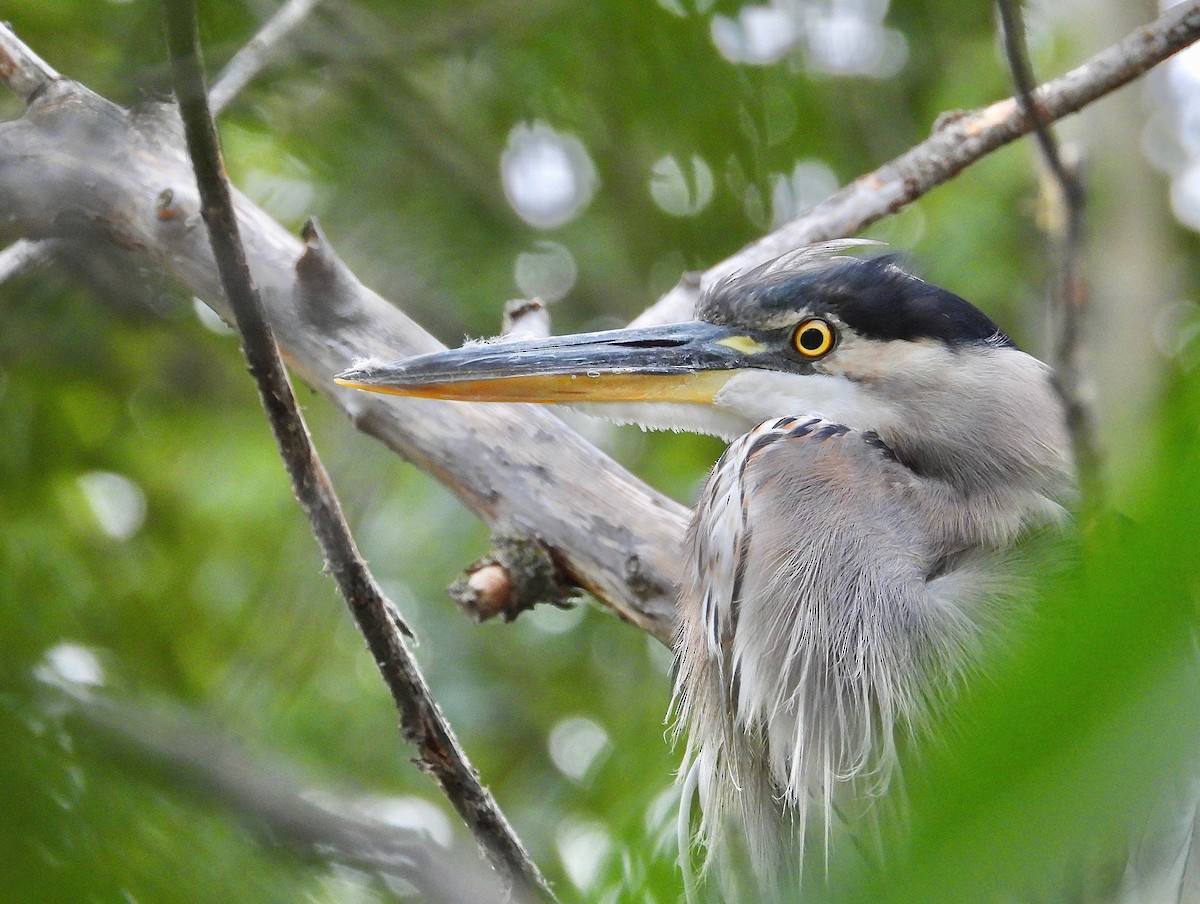 Great Blue Heron (Great Blue) - ML479485621