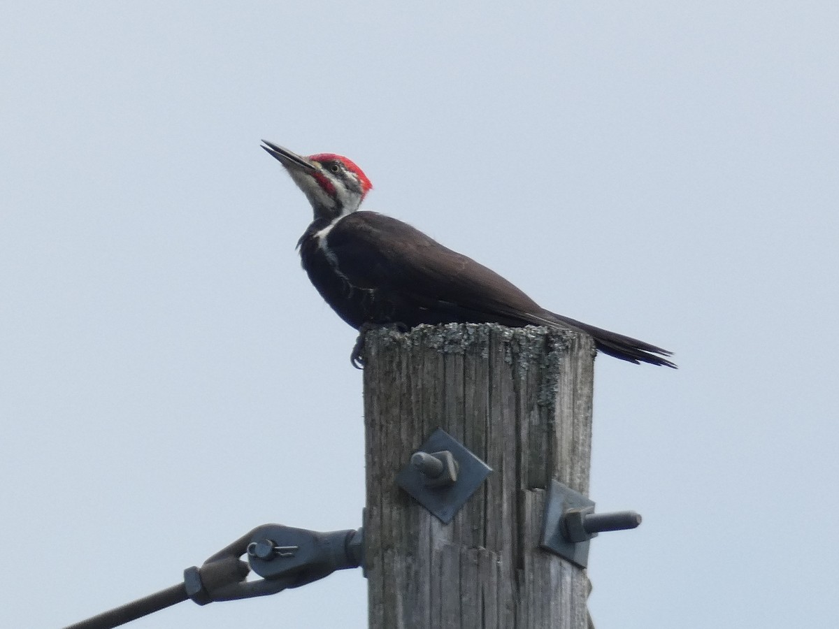 Pileated Woodpecker - ML479485631