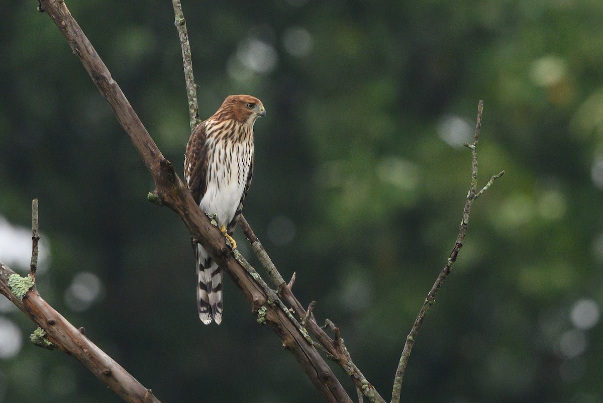 Cooper's Hawk - Stephen Davies