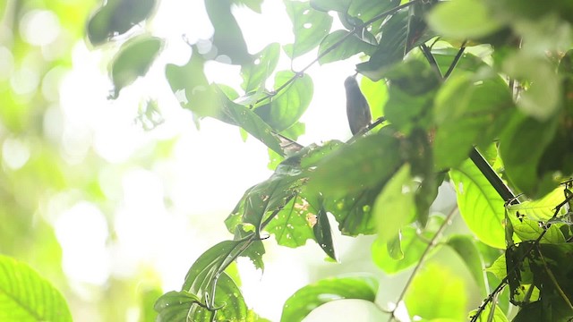 Gray-hooded Babbler - ML479486