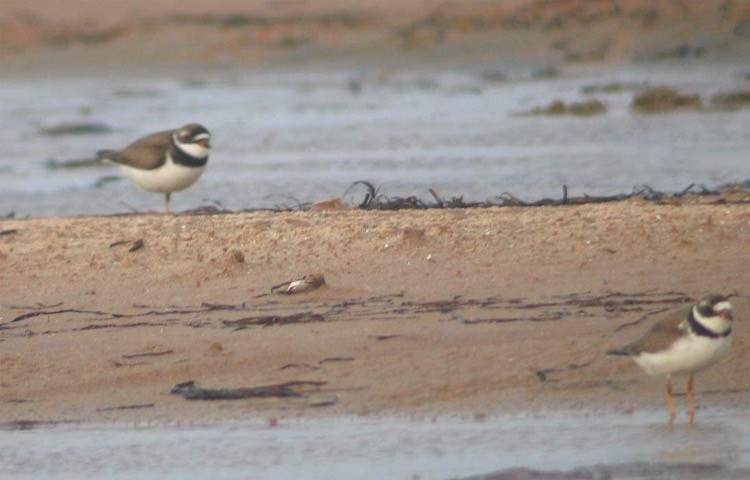 Common Ringed/Semipalmated Plover - Samuel Denault