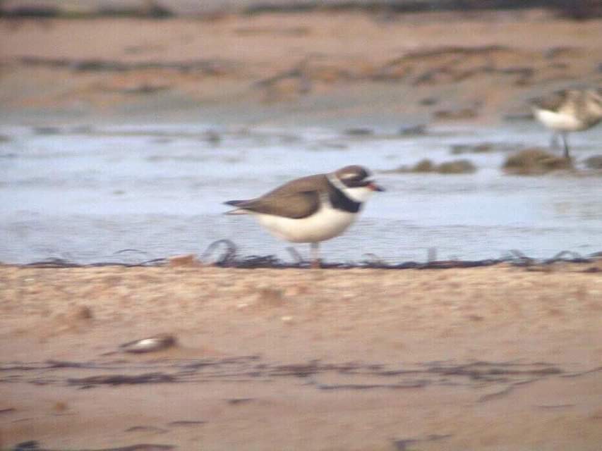 Common Ringed/Semipalmated Plover - Samuel Denault