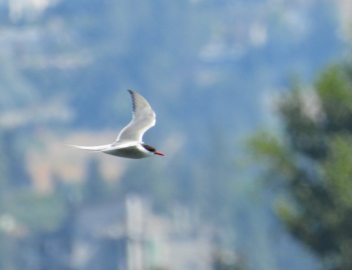 Arctic Tern - ML479487691