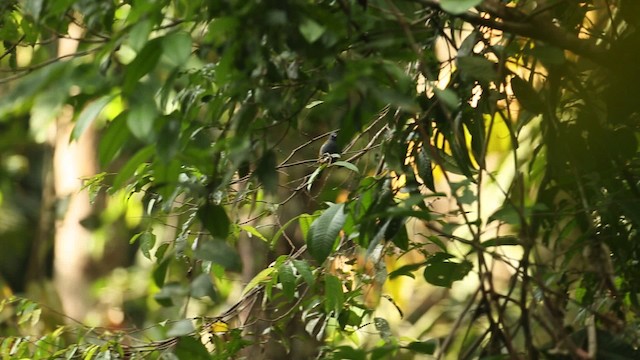 Gray-bellied Bulbul - ML479488