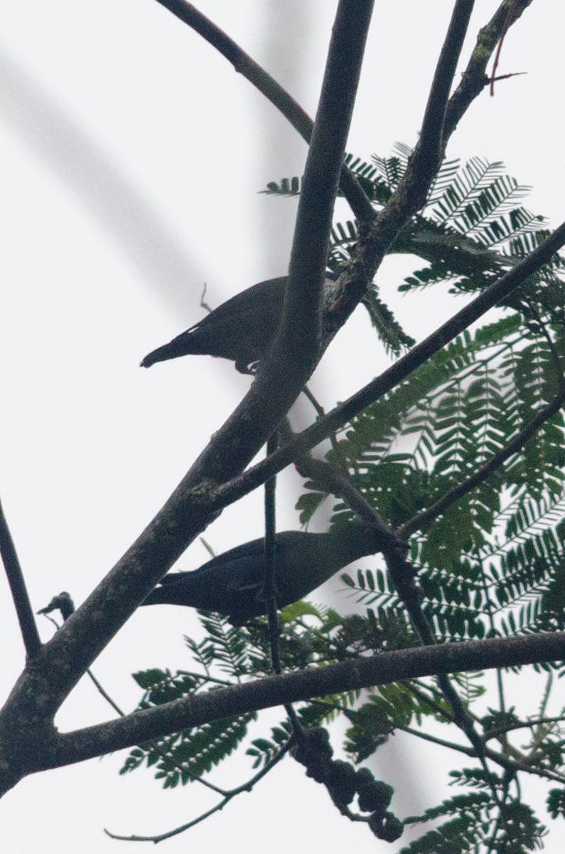 Short-tailed Starling - ML47948821