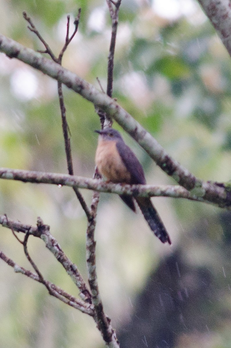 Brush Cuckoo (Sunda) - ML47948921