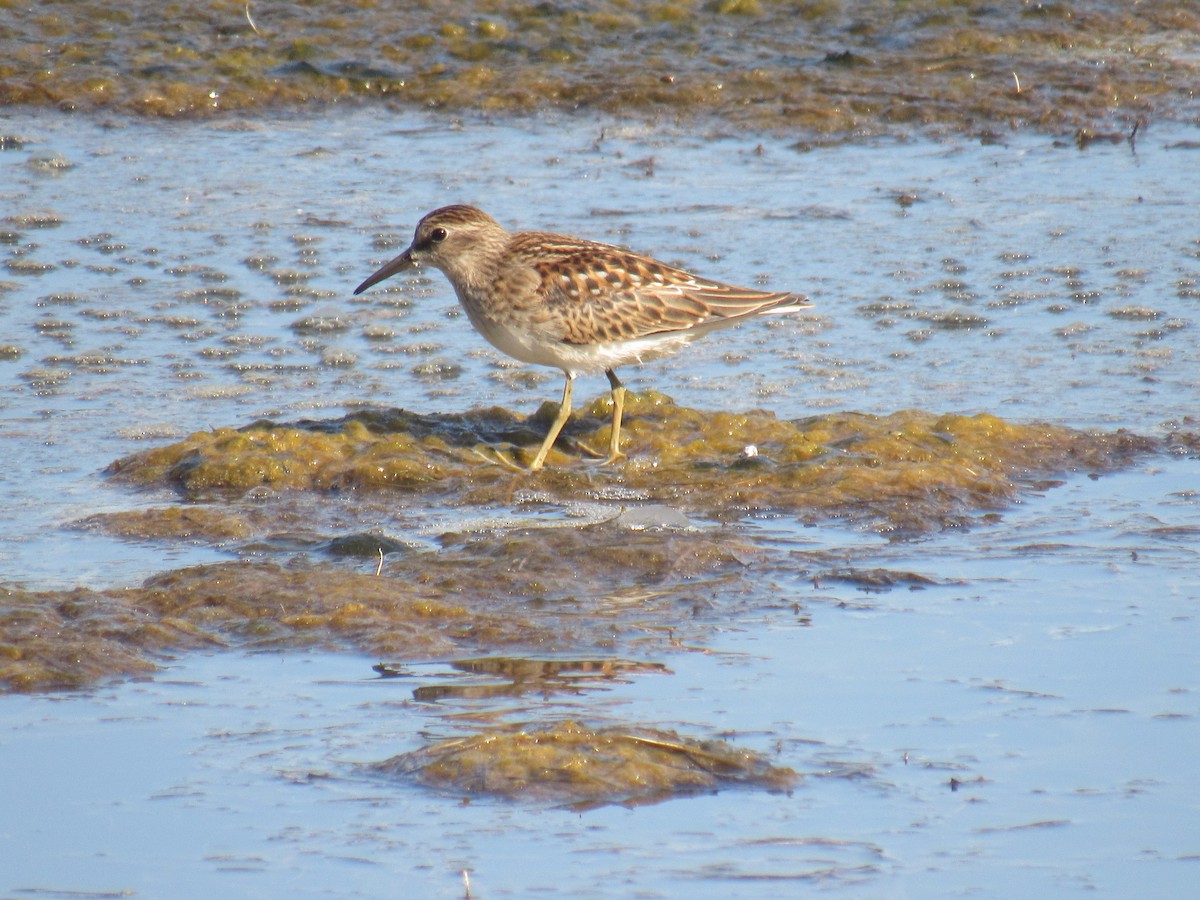 pygmésnipe - ML479489561