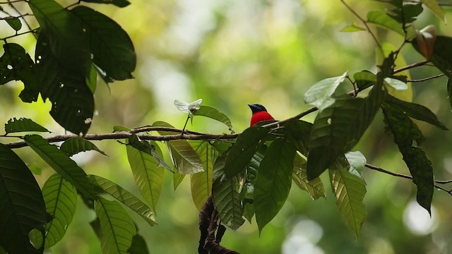 Rotbürzeltrogon - ML479490