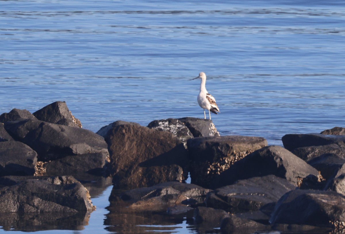 Avocette d'Amérique - ML479490711