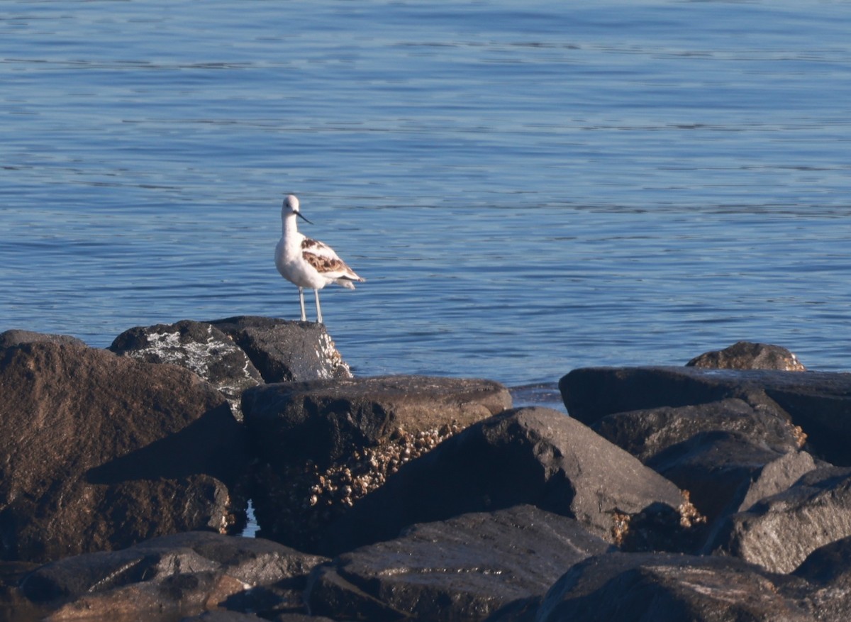 Avocette d'Amérique - ML479490721