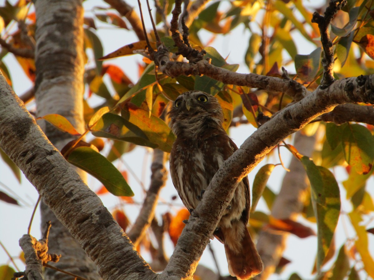 Ferruginous Pygmy-Owl - ML479490781