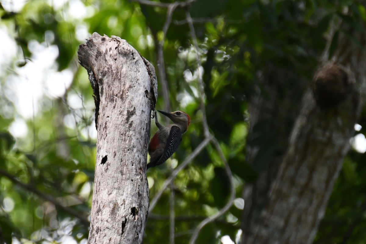 Golden-fronted Woodpecker (Velasquez's) - ML479490821
