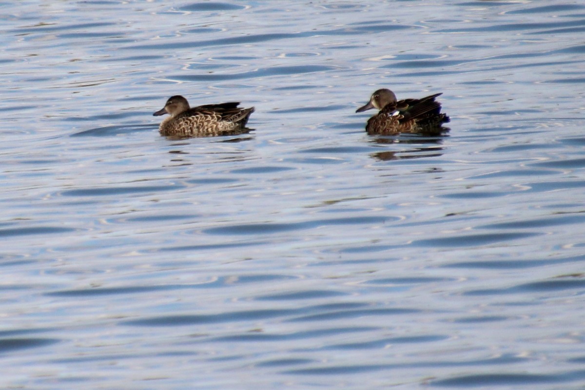 Blue-winged Teal - ML479493841