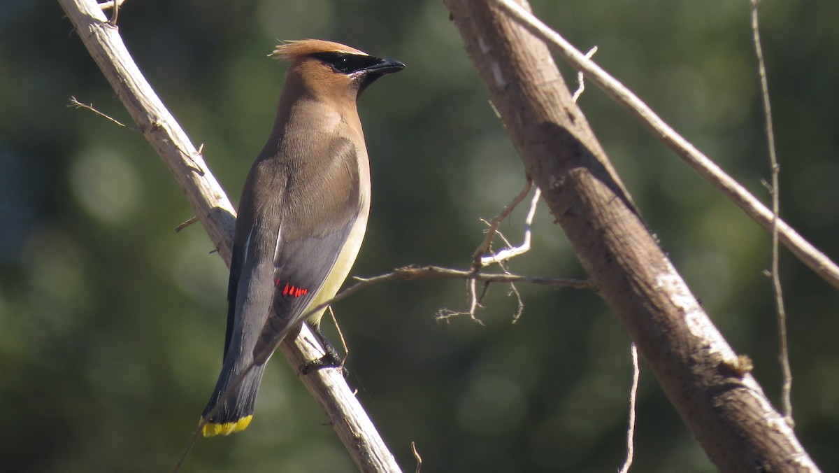 Cedar Waxwing - ML479494511