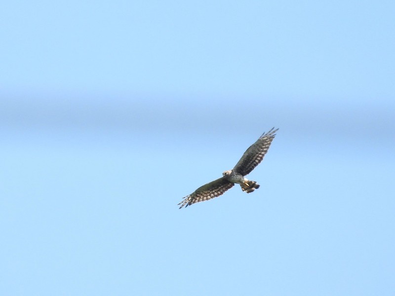 Northern Harrier - ML479495211