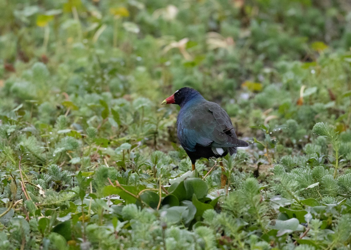 Purple Gallinule - ML479495441