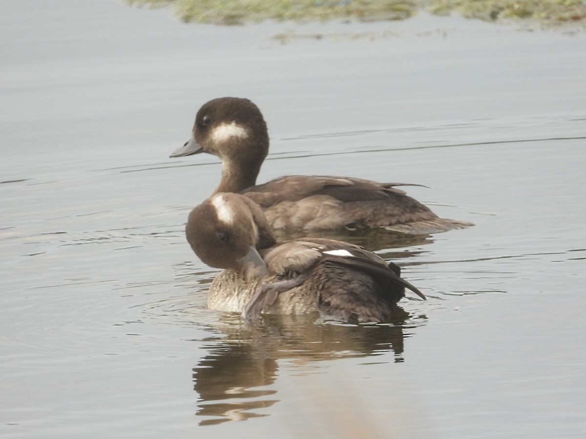 Bufflehead - ML479495861