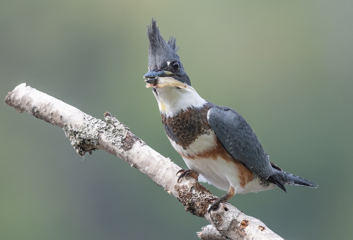Belted Kingfisher - ML479497811