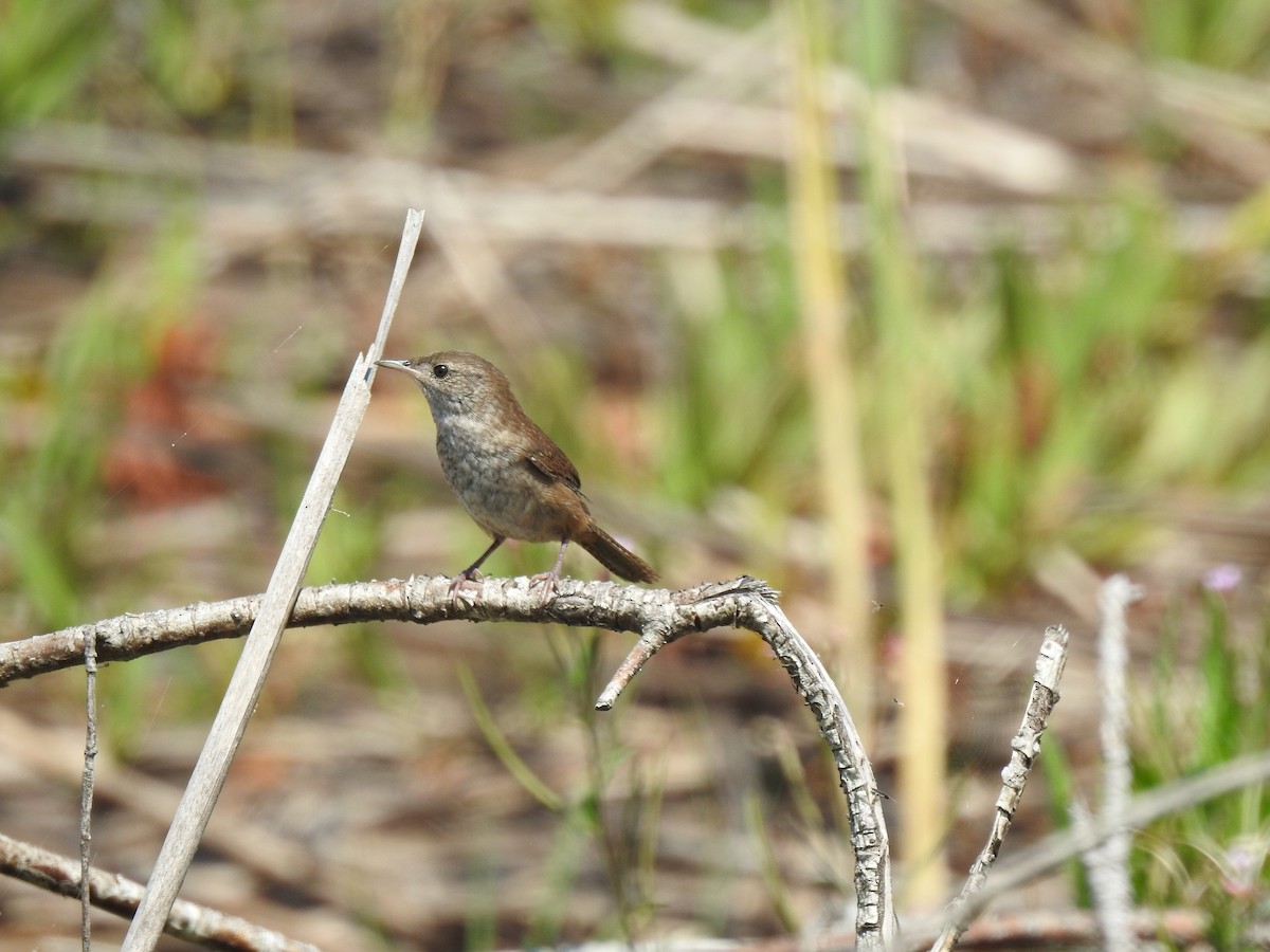 House Wren - ML479497941