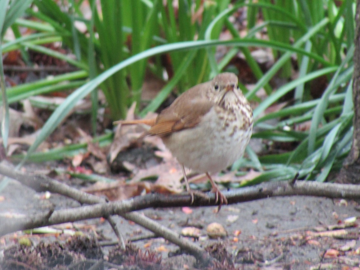 Hermit Thrush - ML479498041