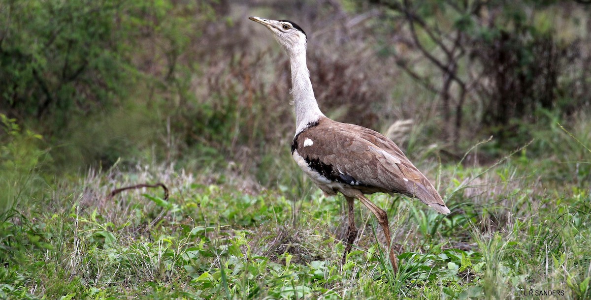 Australian Bustard - Laurence Sanders