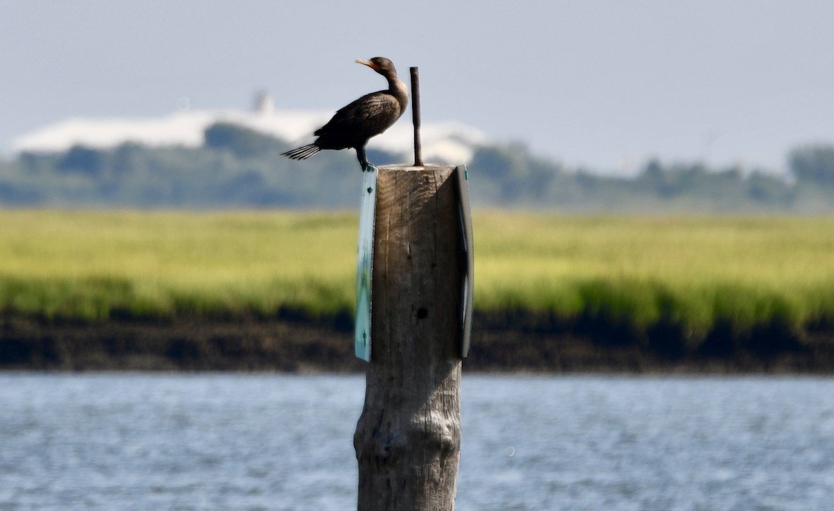 Double-crested Cormorant - ML479500401