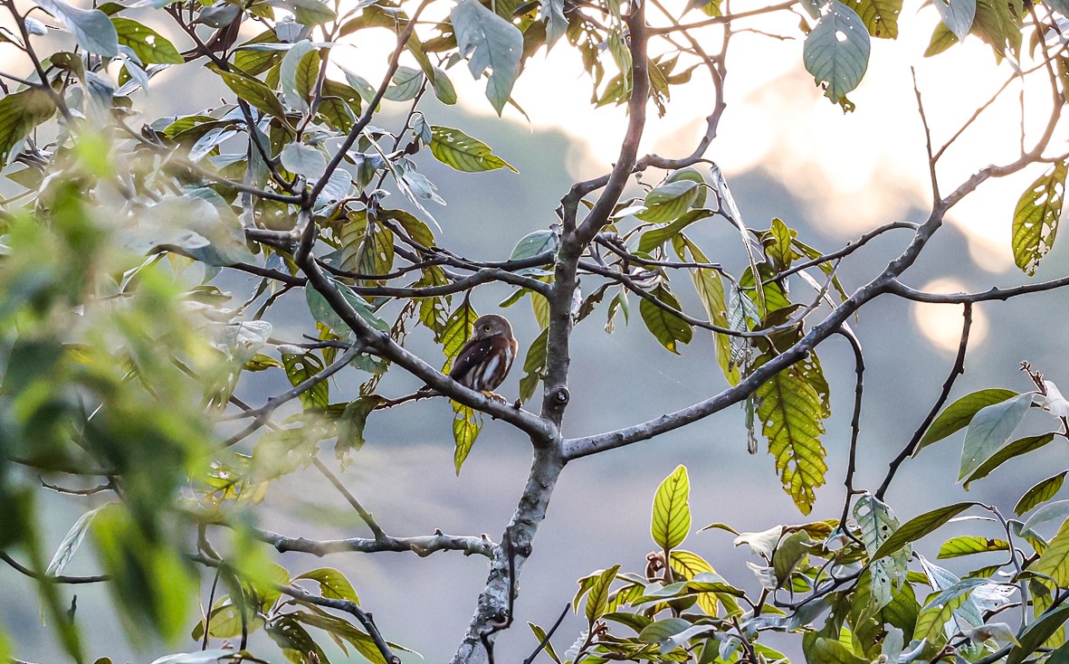 Least Pygmy-Owl - ML479500891