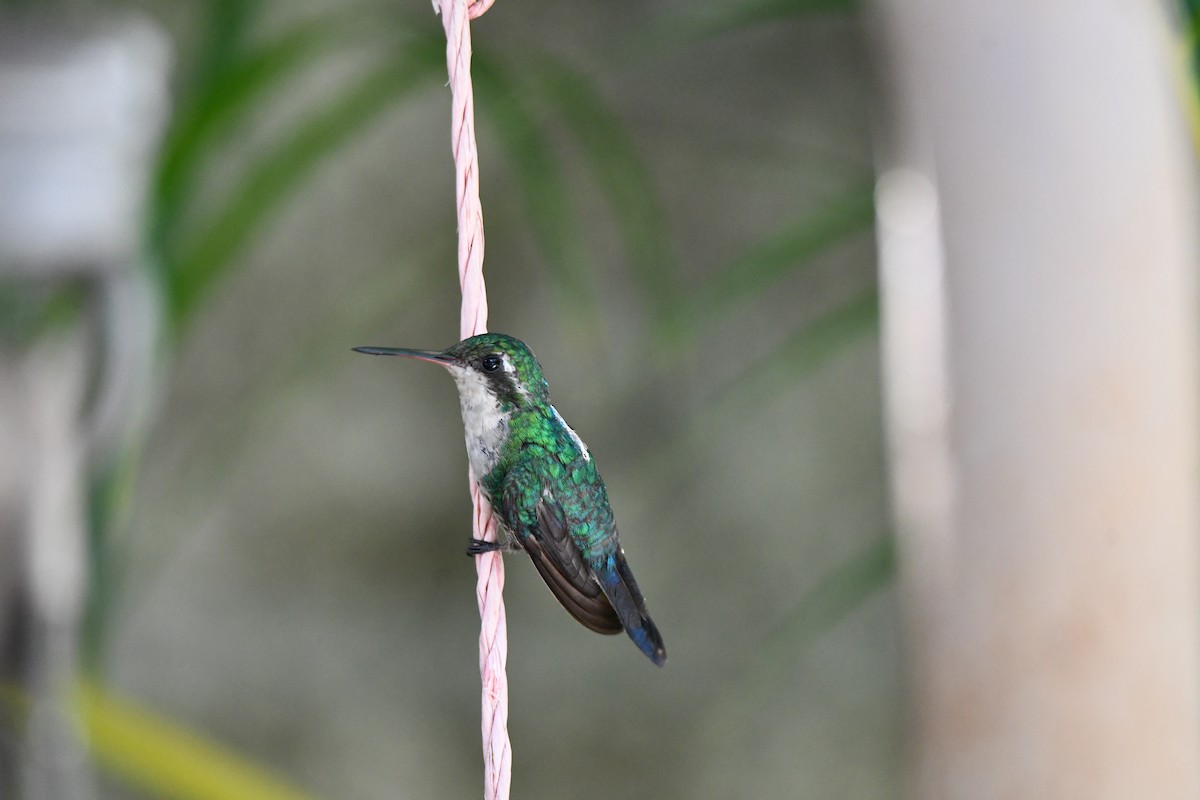 kolibřík cozumelský - ML479501051