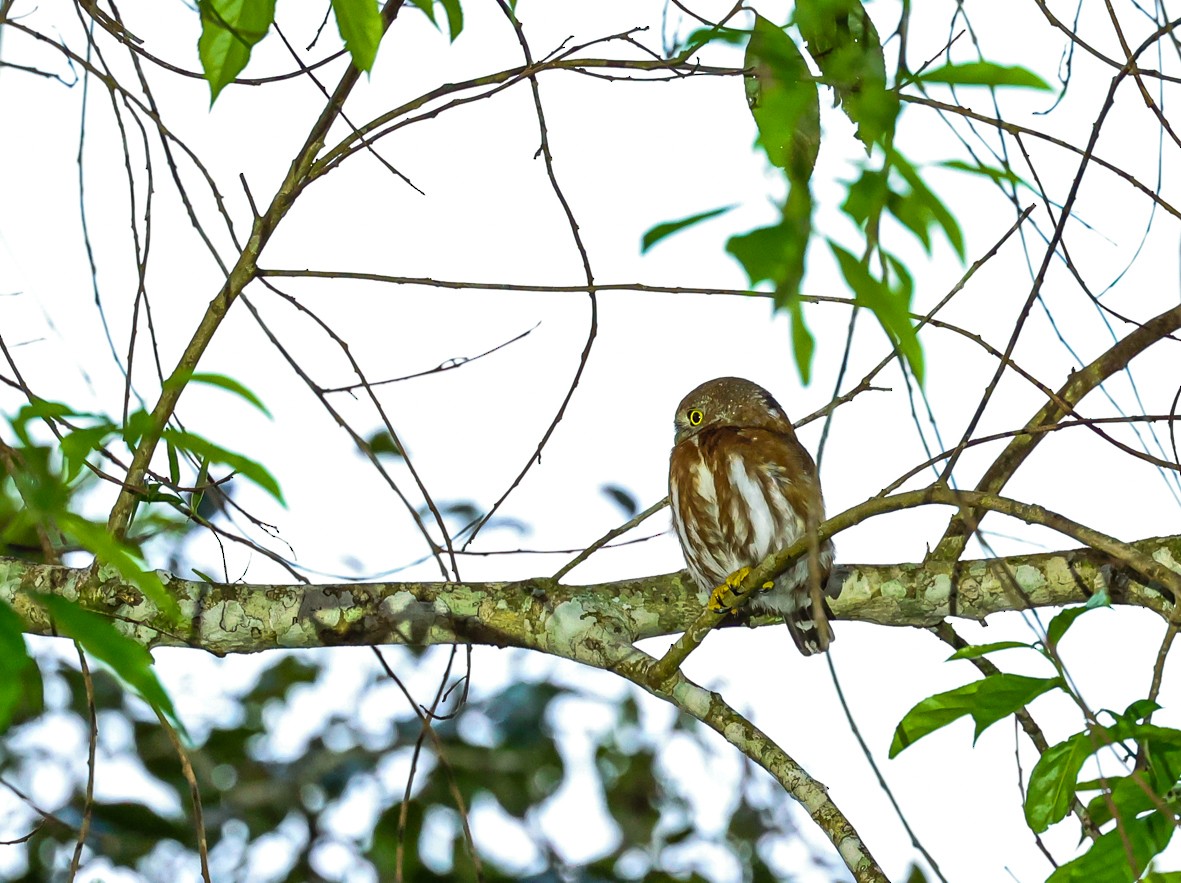 Least Pygmy-Owl - ML479501131